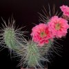 Echinocereus_polyacanthus_x_gilbertus